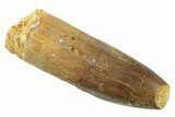 Fossil Sauropod Dinosaur (Titanosaur?) Tooth - Morocco #238736-1